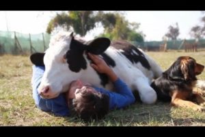 Rescued Dairy Cow Loves the Affection of the People Who Saved Him