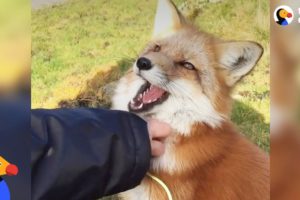 Rescued Fox Makes Friends With Everyone She Meets | The Dodo