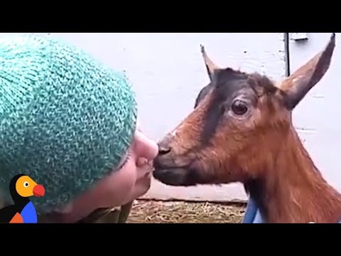 Rescued Goats Form SWEETEST Family | The Dodo: Comeback Kids S01E04