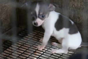 Rescued Puppy Mill Dogs Get a Second Chance