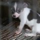 Rescued Puppy Mill Dogs Get a Second Chance