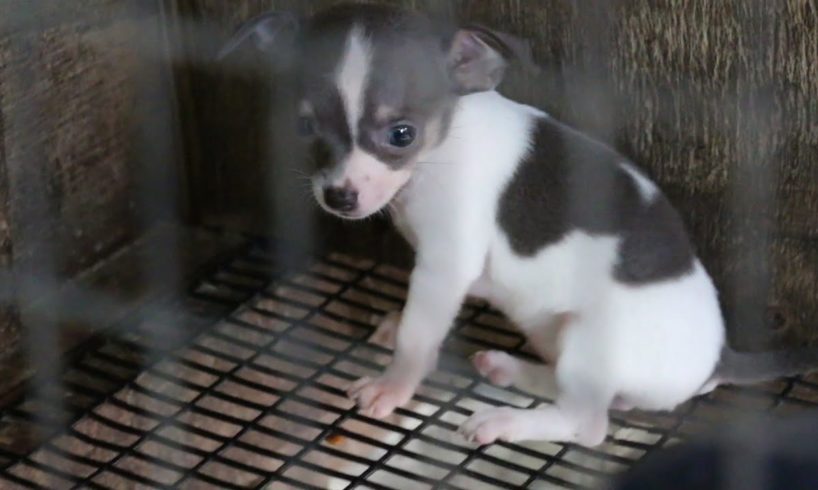 Rescued Puppy Mill Dogs Get a Second Chance