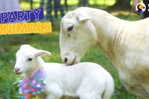 Rescued Sheep and Her Lamb Get a Baby Shower | The Dodo Party Animals