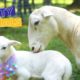 Rescued Sheep and Her Lamb Get a Baby Shower | The Dodo Party Animals