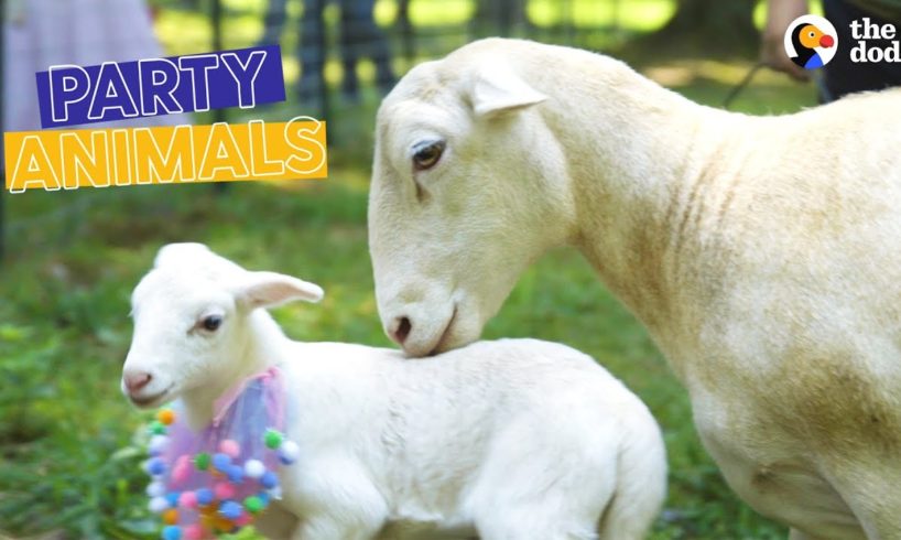 Rescued Sheep and Her Lamb Get a Baby Shower | The Dodo Party Animals