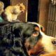 Rescued Squirrel Loves Dog Brother | The Dodo Odd Couples