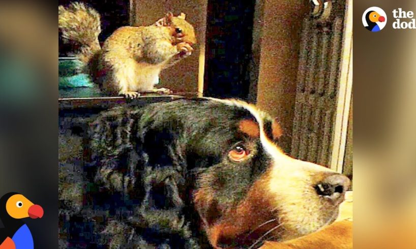 Rescued Squirrel Loves Dog Brother | The Dodo Odd Couples