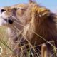 Rescued Wild Animals Living Free at Wild Animal Sanctuary | The Dodo
