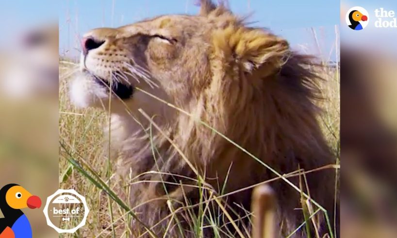 Rescued Wild Animals Living Free at Wild Animal Sanctuary | The Dodo