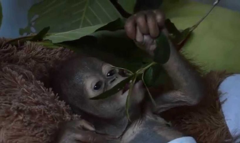 Rescued baby orangutan Asoka weighs just 2kg