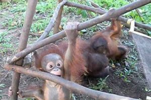 Rescued baby orangutan play session