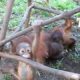 Rescued baby orangutan play session
