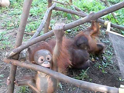 Rescued baby orangutan play session