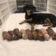Rescued mom and babies are getting ready for their forever families| The Dodo Project Home LIVE