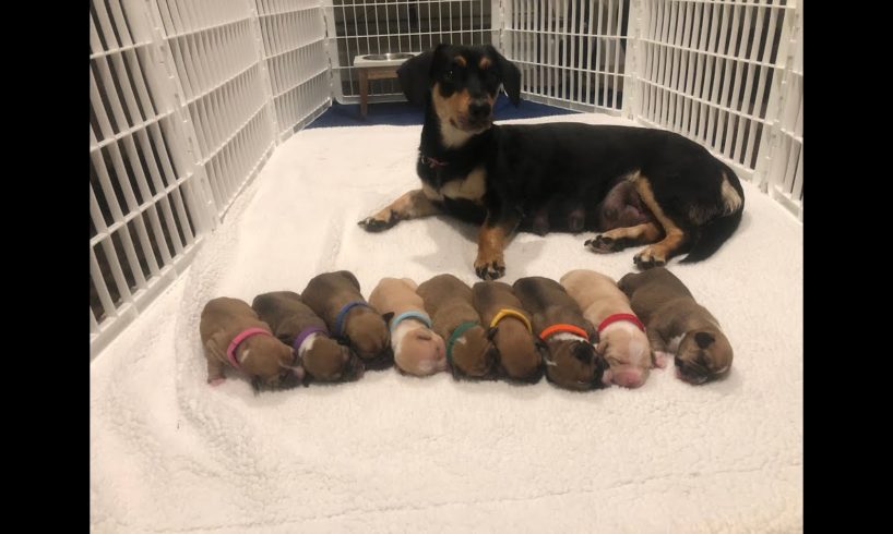 Rescued mom and babies are getting ready for their forever families| The Dodo Project Home LIVE