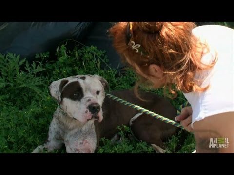 Rescuing a Dog with Deep, Infected Wounds | Pit Bulls and Parolees