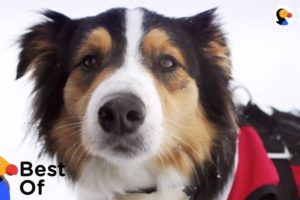 Rocket Dog Rescues People Buried In Avalanches + Dogs With Important Jobs | The Dodo Top 5