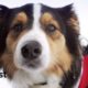 Rocket Dog Rescues People Buried In Avalanches + Dogs With Important Jobs | The Dodo Top 5