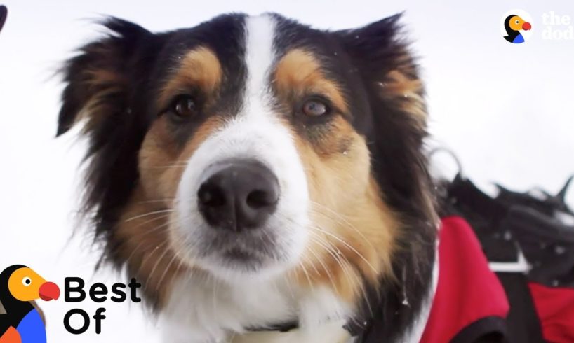 Rocket Dog Rescues People Buried In Avalanches + Dogs With Important Jobs | The Dodo Top 5