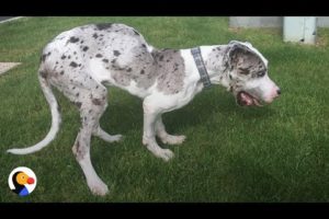 SPECIAL Great Dane Dog Gets PERFECT Brother: Best Animal Videos | The Dodo Daily