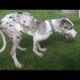 SPECIAL Great Dane Dog Gets PERFECT Brother: Best Animal Videos | The Dodo Daily