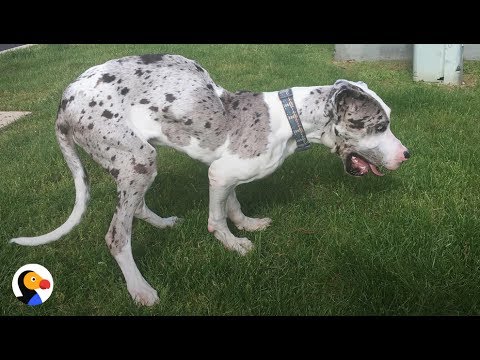 SPECIAL Great Dane Dog Gets PERFECT Brother: Best Animal Videos | The Dodo Daily