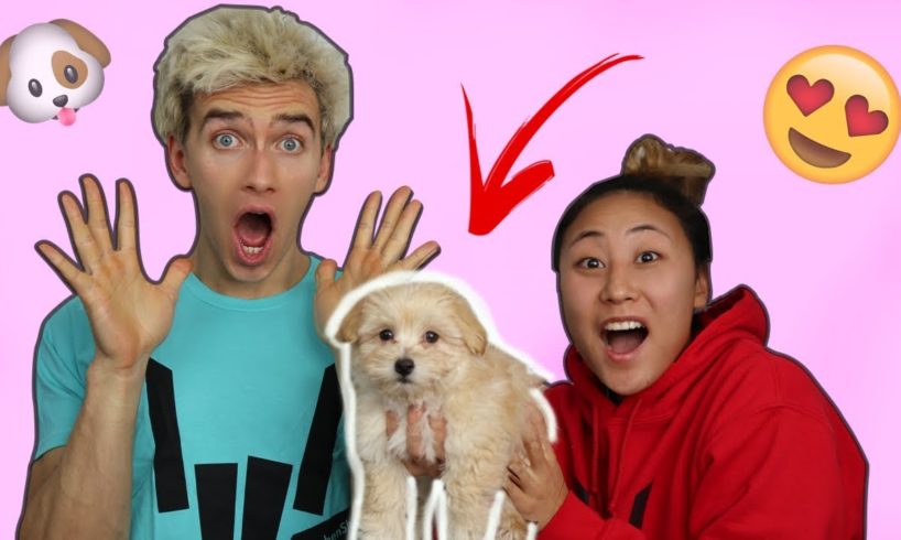 SURPRISING STEPHEN WITH A PUPPY!! (EMOTIONAL)