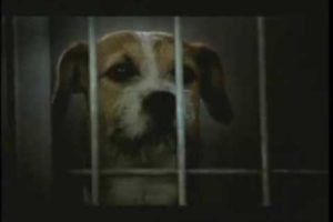 Saddest dog commercial ever - Pedigree adoption drive