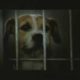 Saddest dog commercial ever - Pedigree adoption drive