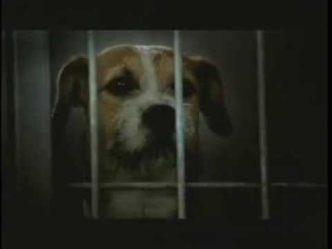 Saddest dog commercial ever - Pedigree adoption drive