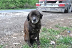 Saving This Homeless Dog Just Before A Rainstorm