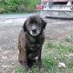 Saving This Homeless Dog Just Before A Rainstorm