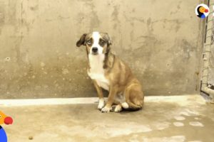 Scared Dog Never Wagged Her Tail Until She Met Her Foster Dad - BLOSSOM | The Dodo