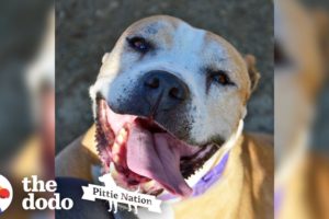 Senior Rescue Pittie Smiles So Much That She Sneezes | The Dodo Pittie Nation