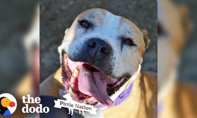 Senior Rescue Pittie Smiles So Much That She Sneezes | The Dodo Pittie Nation