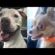 Shelter Dogs React to Being ADOPTED | The Dodo