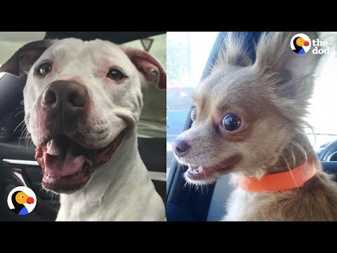 Shelter Dogs React to Being ADOPTED | The Dodo