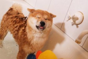 Shiba Puppys First Bath (Not Happy)