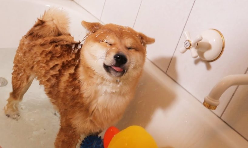 Shiba Puppys First Bath (Not Happy)