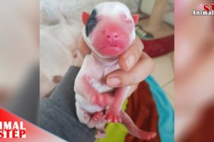 Sick Dog Mother Gives Birth Successful to the World Cutest Puppies