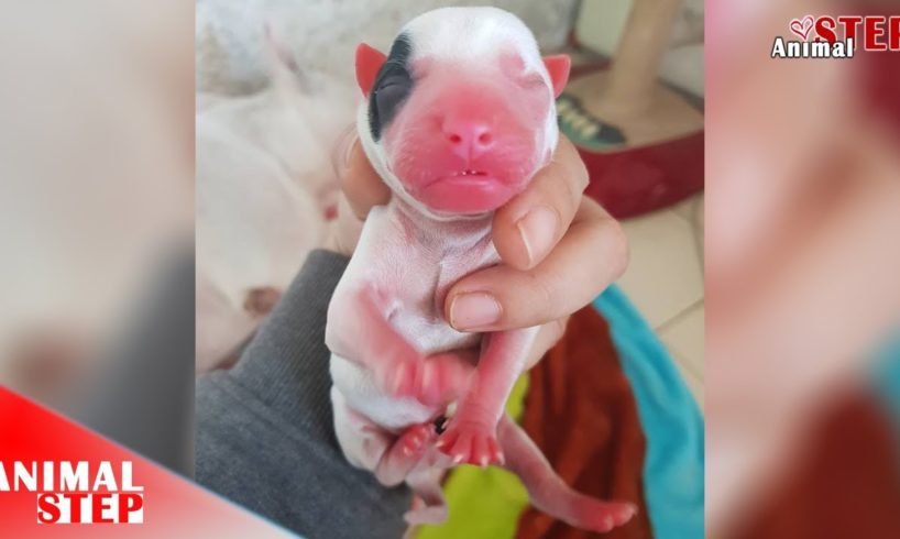 Sick Dog Mother Gives Birth Successful to the World Cutest Puppies