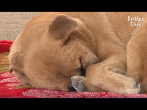 Sleep-Deprived Dog Has A Nightmare Every Night | Animal in Crisis EP46