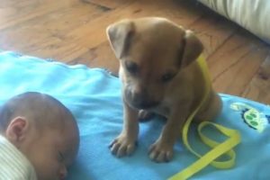 Sleepy Puppy falls asleep on baby