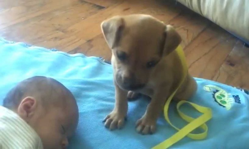 Sleepy Puppy falls asleep on baby
