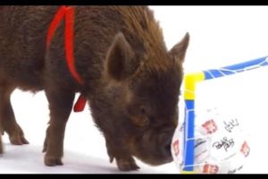 Smart Pigs vs Kids | Extraordinary Animals | BBC Earth