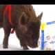 Smart Pigs vs Kids | Extraordinary Animals | BBC Earth