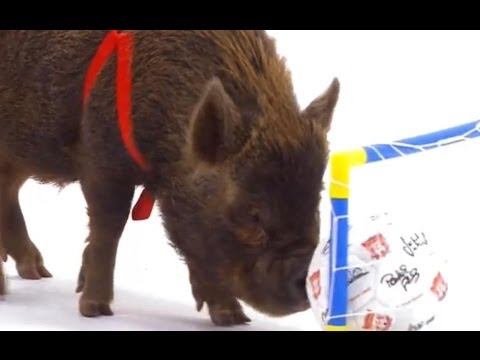 Smart Pigs vs Kids | Extraordinary Animals | BBC Earth