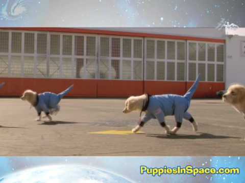 Space Buddies- The cutest puppies in the world!