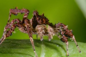 Spider With Three Super Powers | The Hunt | BBC Earth