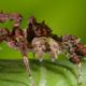 Spider With Three Super Powers | The Hunt | BBC Earth